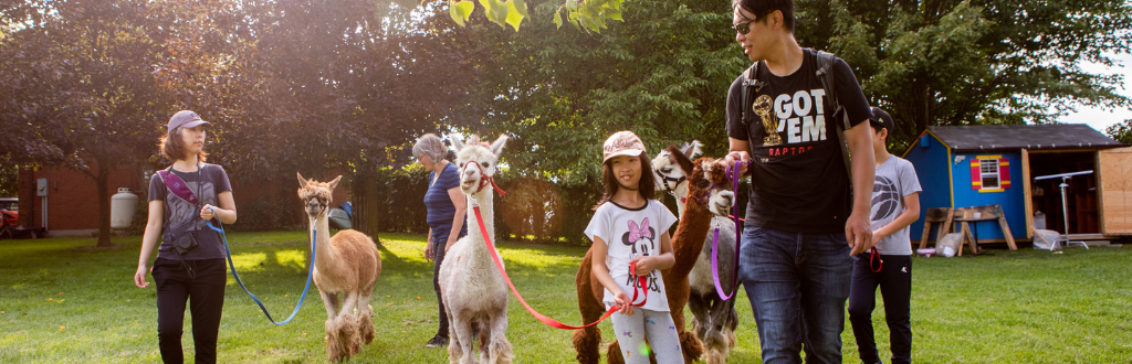 alpaca walks 