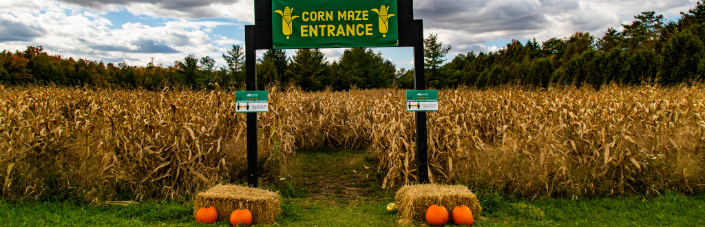 corn maze 