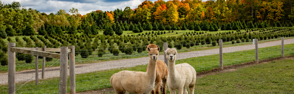 alpacas