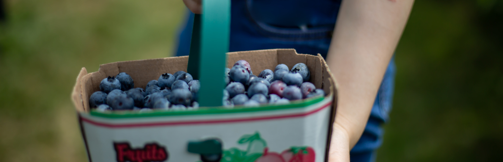 berry picking 