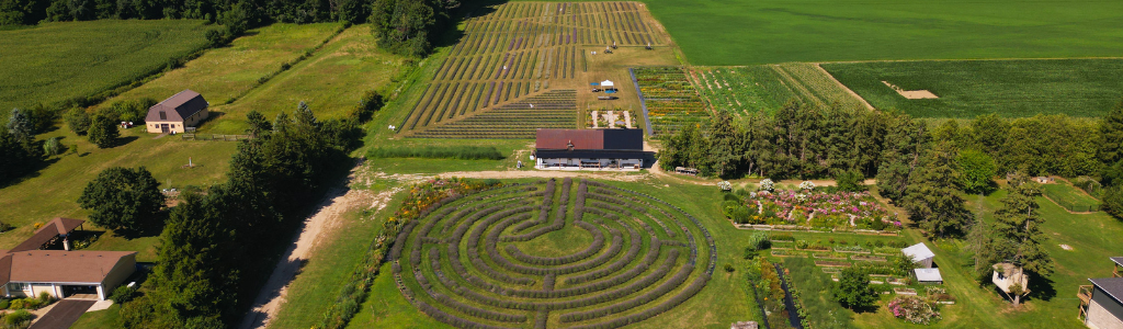 flower field 