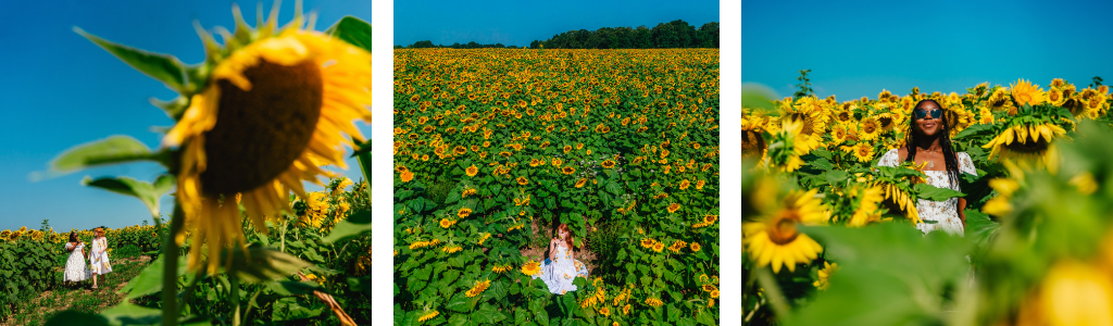sunflower farm 