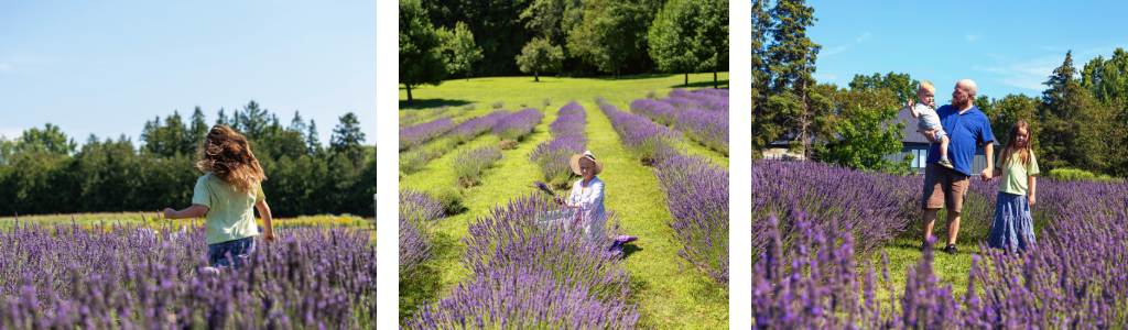 Lavender Farm 