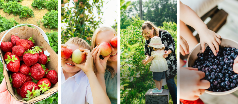 fruit picking 