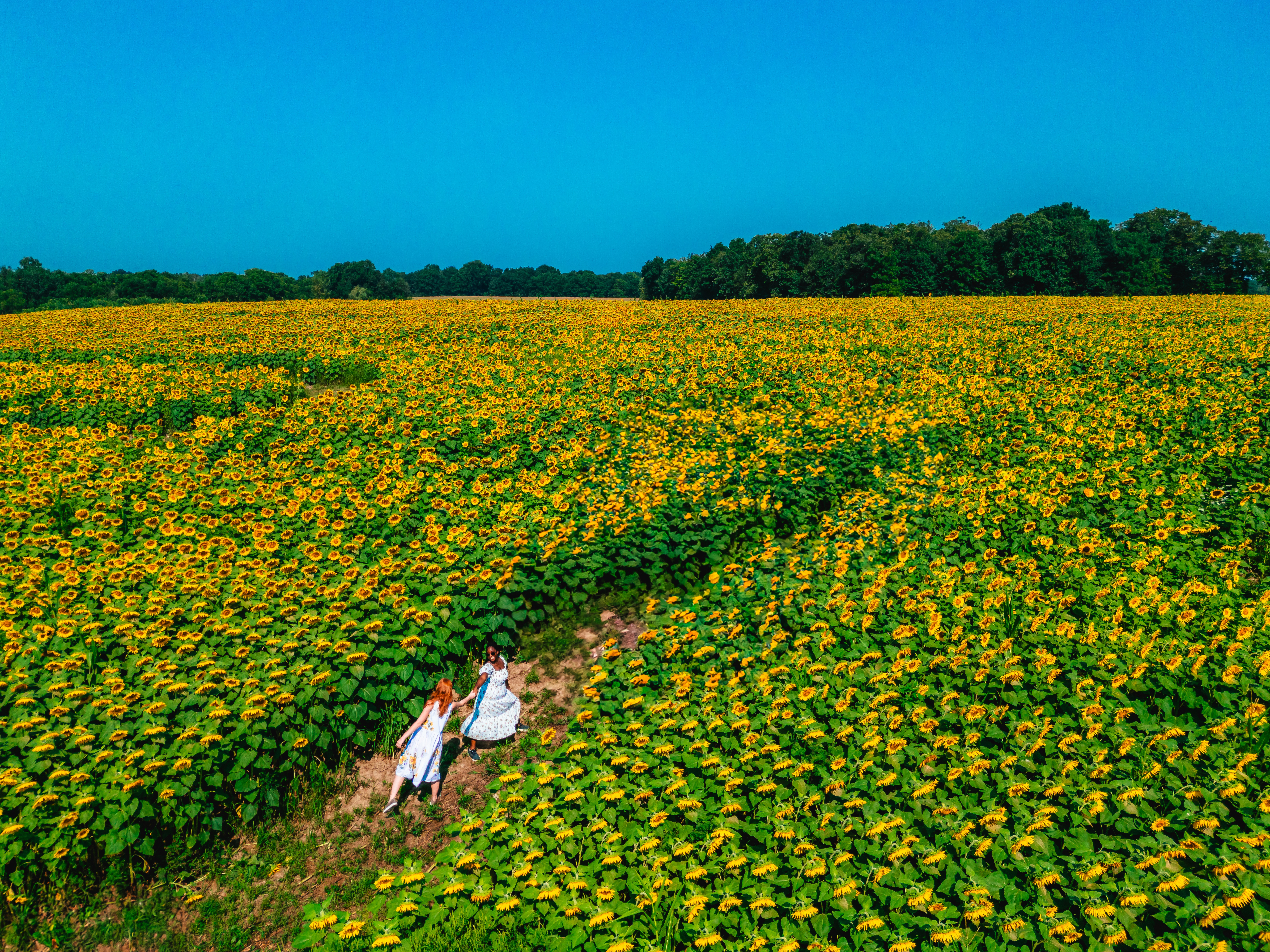 two women in a sunflower field