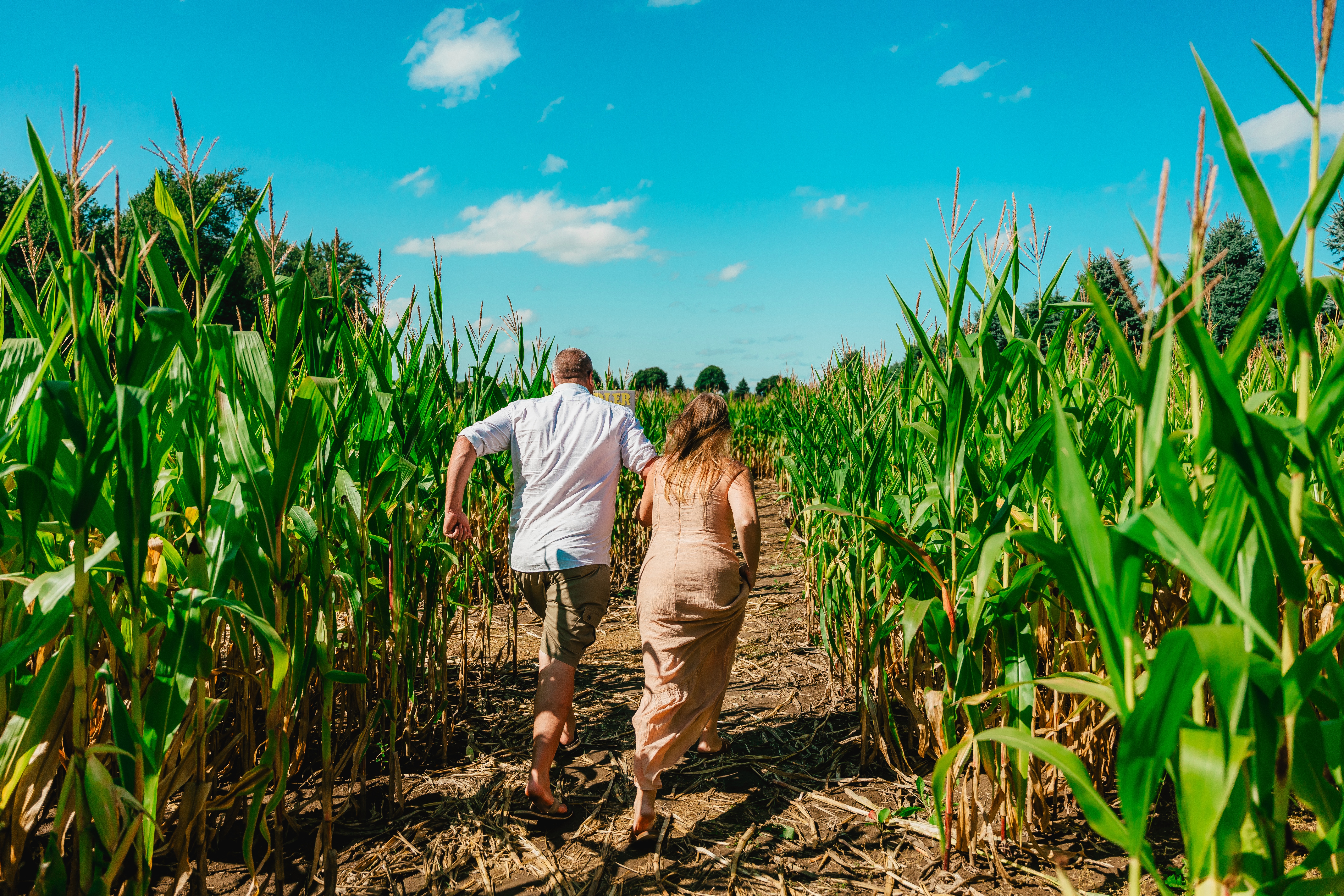 kids running through a corn maze 