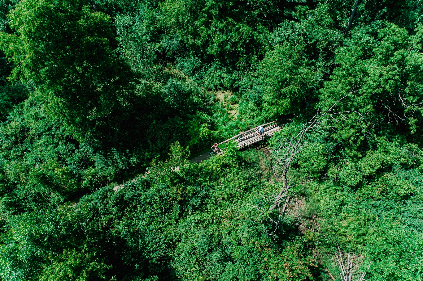 bridge trail