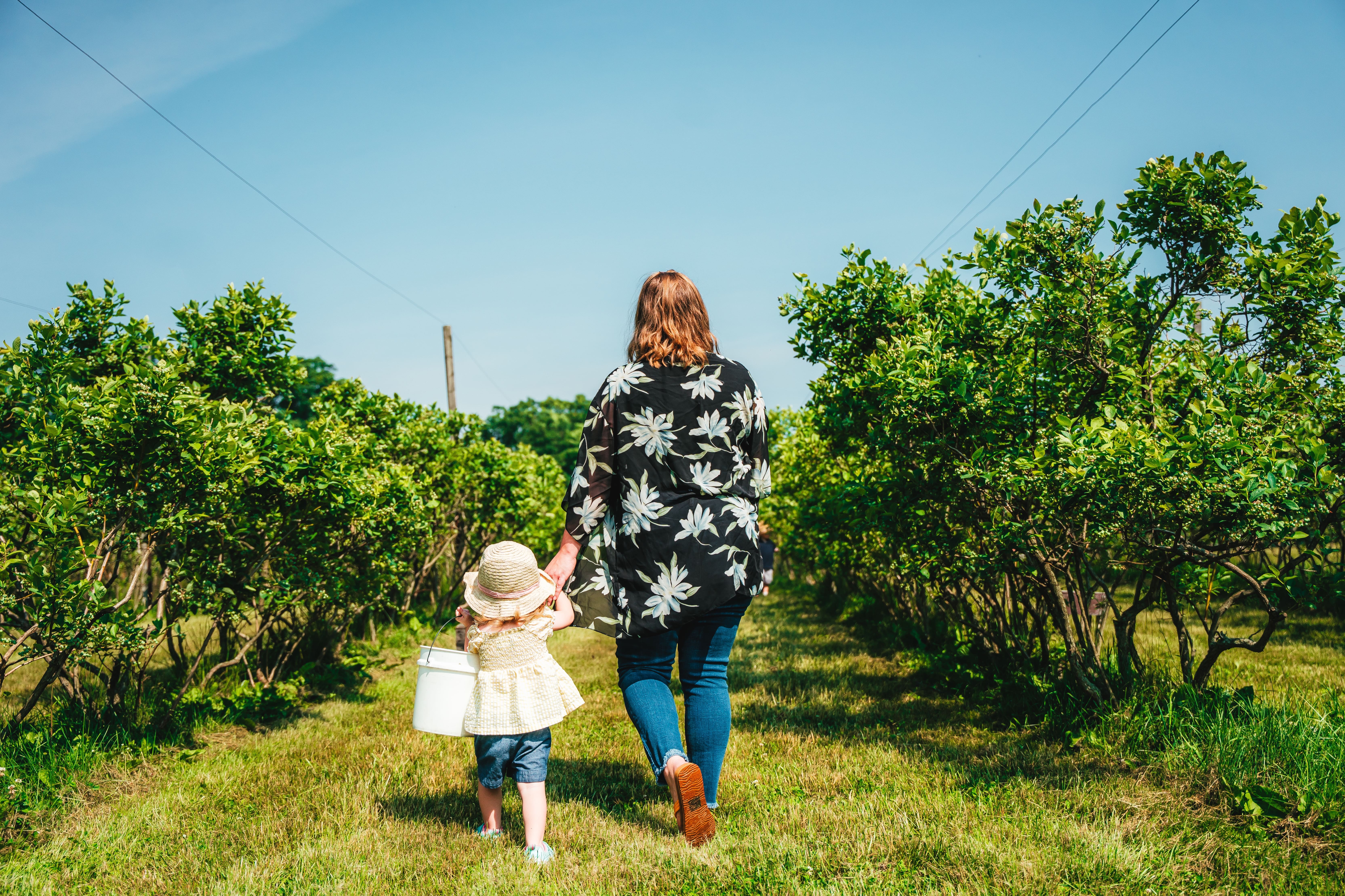 Family blueberry picking 