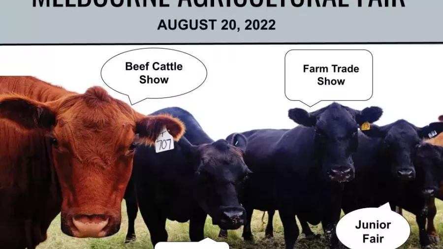 beef show 