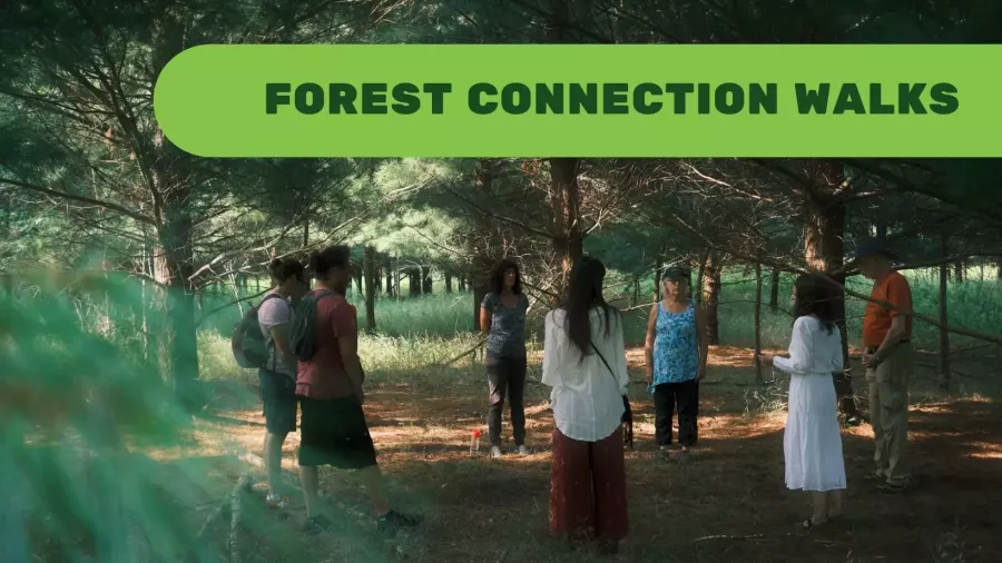 forest connection walks