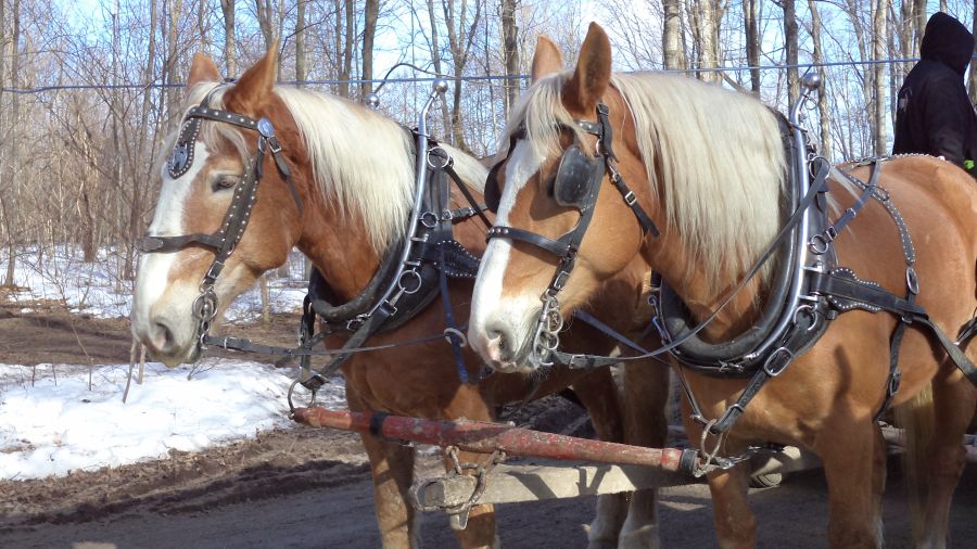 Horse and carriage ride 
