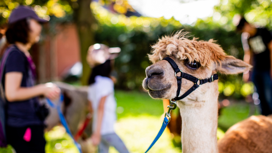 alpaca