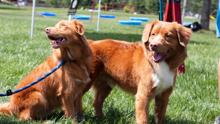 two dogs 