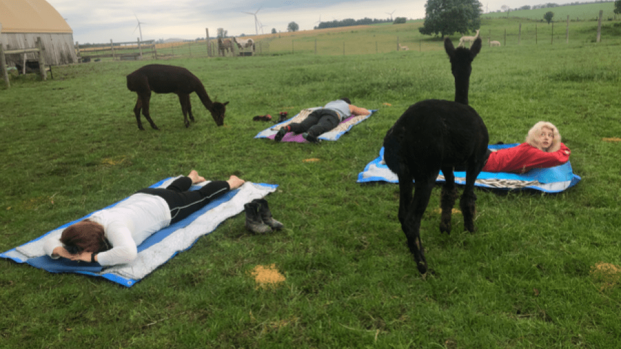 people doing yoga with alpacas standing by