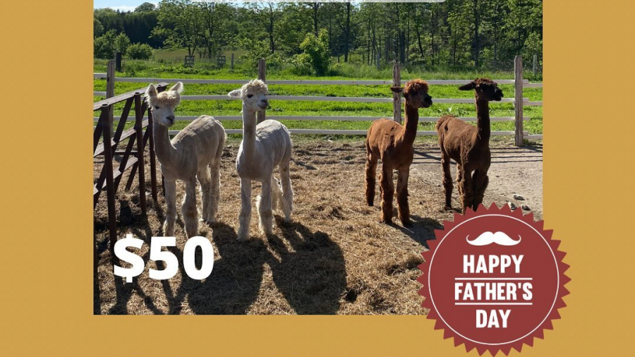 crump family farm alpaca walks 