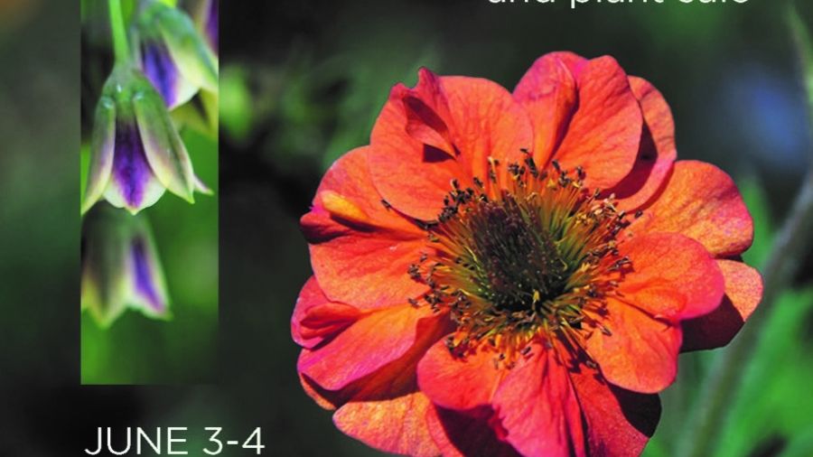"Open Garden" with large red flower