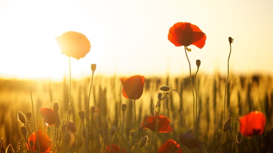 poppies