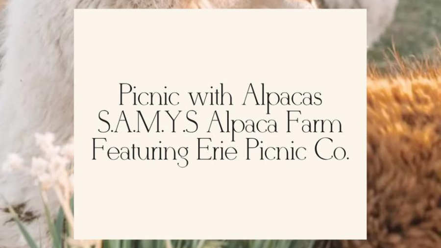 picnic with alpacas poster 