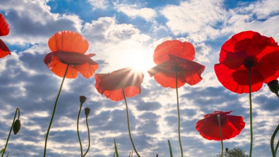 poppies