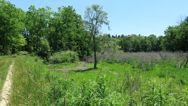 A grassy clearing on a sunny day off the Joany's Woods trail