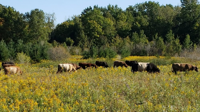 Cows on a pasture 