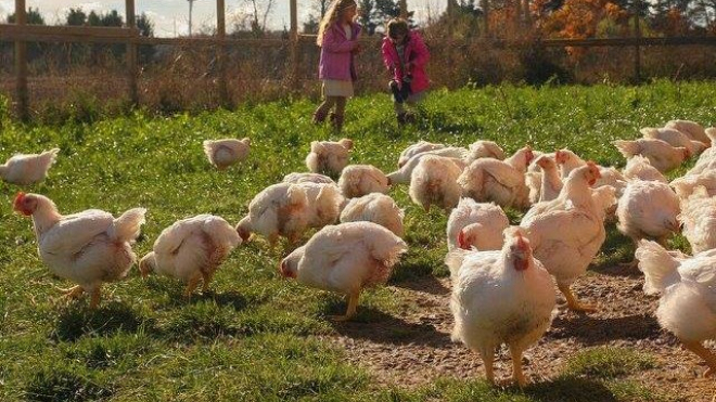 Two little girls and free range chickens 