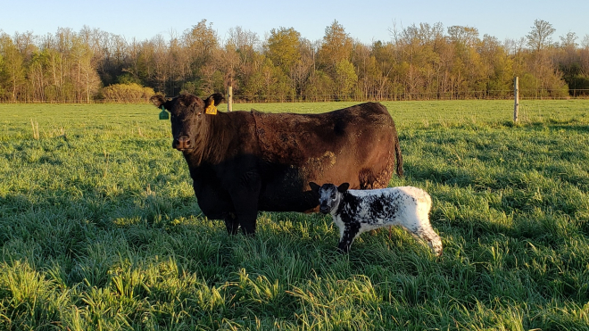 Cow and calf on a pasture