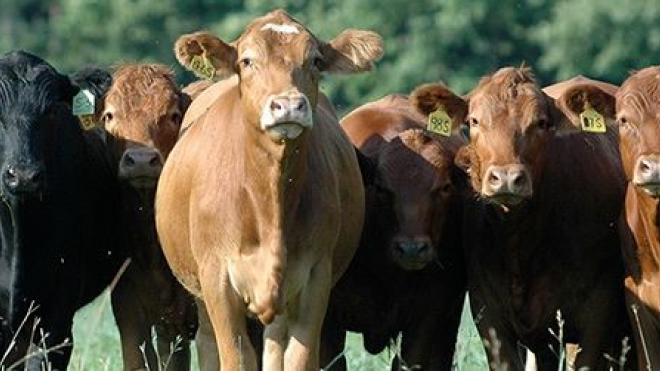 Cows of different colours 