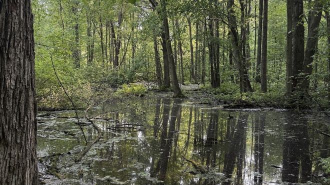 A photo showing the flooded area of woods adjacent to the trail