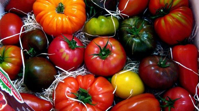 Numerous heirloom tomatoes 