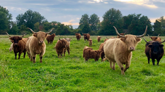 Numerous cows on a pasture 