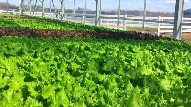 Greenhouse with lettuce 