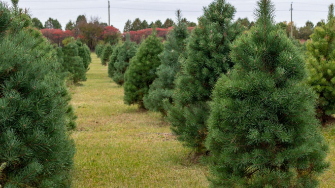 Christmas trees