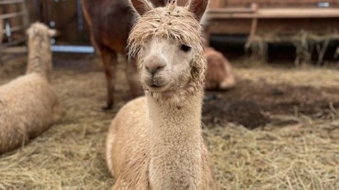 alpaca 