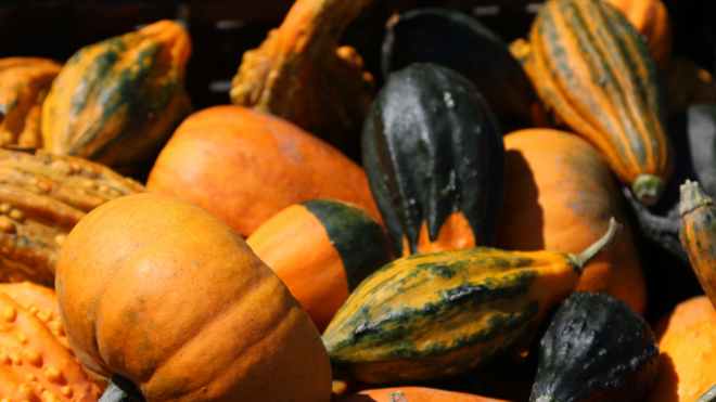 variety of gourds 