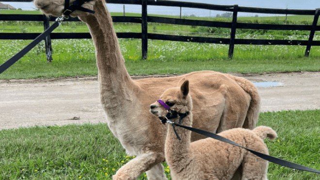 mama and baby alpaca in the field