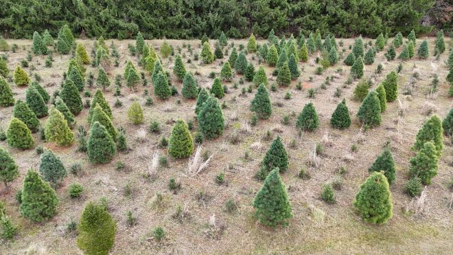 Christmas Tree Farm