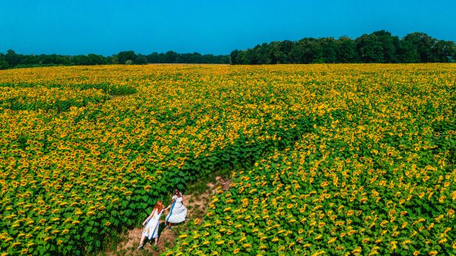 two women in a sunflower field