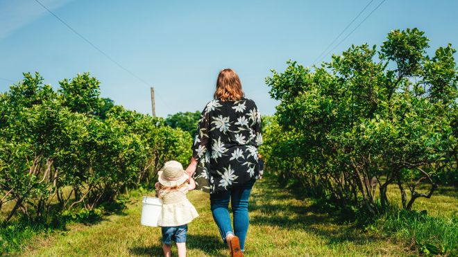 Family blueberry picking 