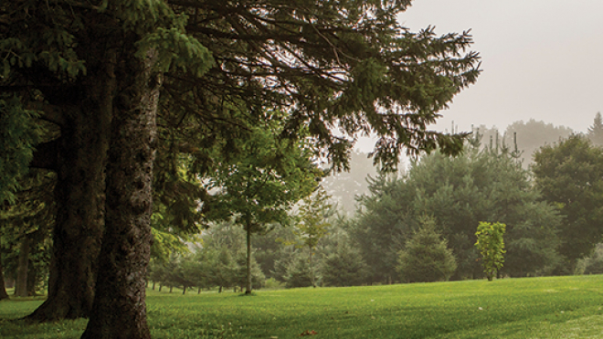 man golfing 