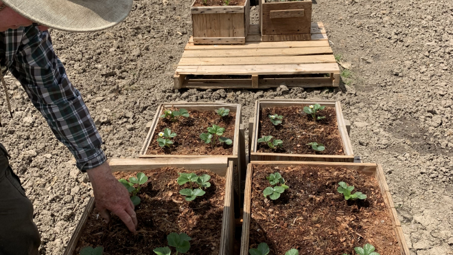 plant being grown in wooden bins at david skippers raspberry farm