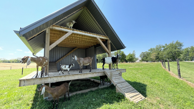 goats from jireh hills family homestead 