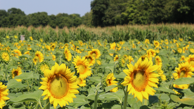 Field of sunflowers 