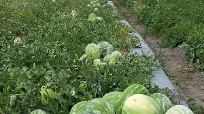 rows of melon plants 