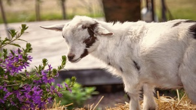 goat from laughing goat yoga smelling flowers
