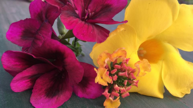 a dark pink and yellow flower beside each other 