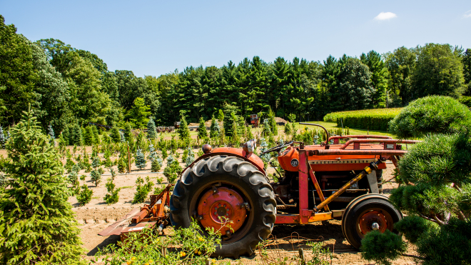 sabbe tree farm