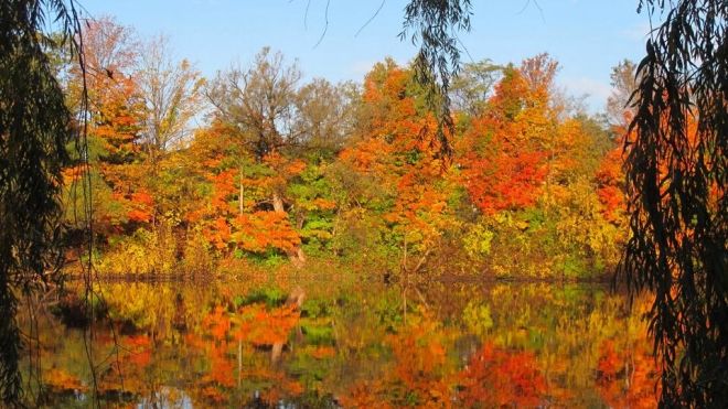 The dorchester mill pond in Autumn, with orange carolinian trees