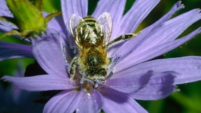 Bee on a purple flower