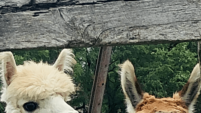 Timbuktu Alpca Farm and Agri-Tourism Farm in Strathroy